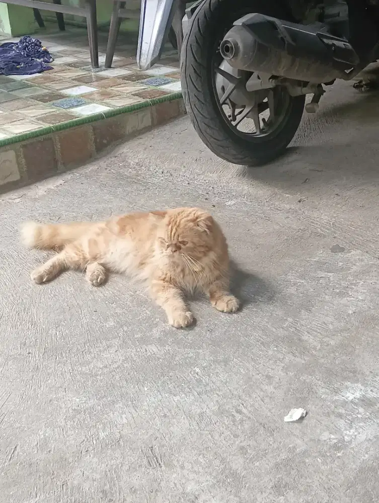 persia jantan big lucu