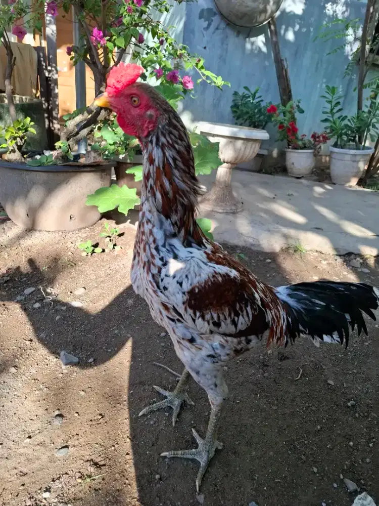 Ayam pamangon lincir