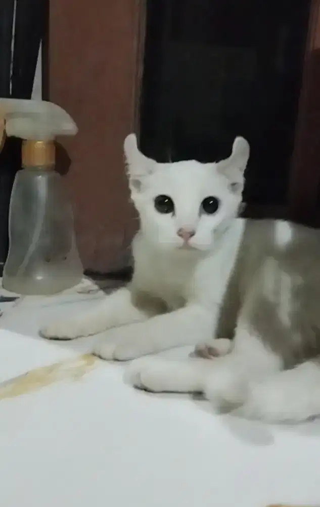 Kitten Munchkin kinkalow NS Odd eye betina