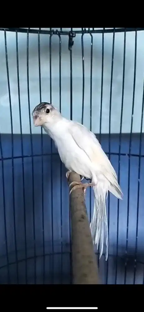 kenari F1 scotfancy bulu baru gacor