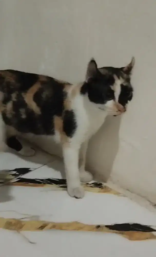 Kitten Munchkin kinkalow NS betina