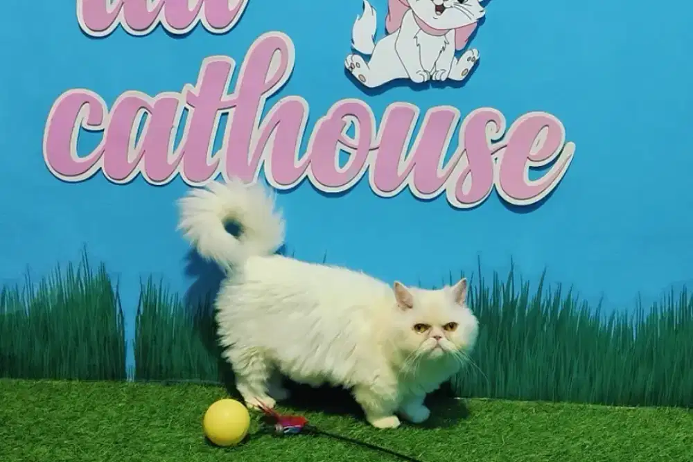 Munchkin Minuet Pesek Cebol Betina Calon Indukan