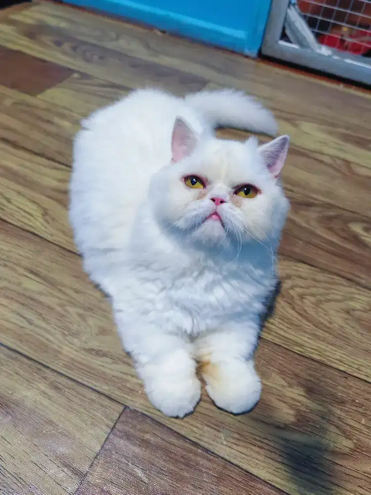 Munchkin Minuet Pesek Cebol Betina White solid Longhair Calon Indukan