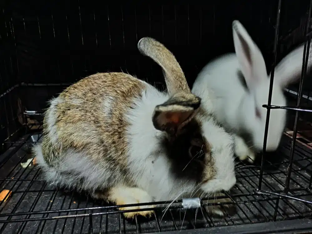 Kelinci anggora dan albino sepasang bonus kandangnya