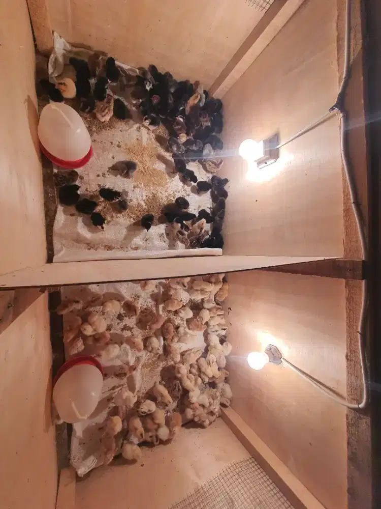 Anak ayam kampung elba & kub