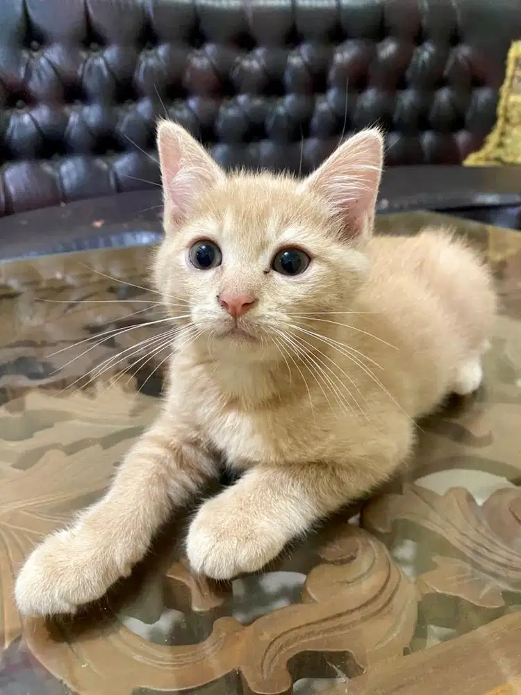 KUCING / KITTEN JANTAN 4 BULAN