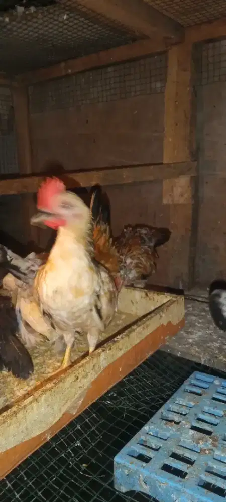 Anakan Kate 3 bulanan