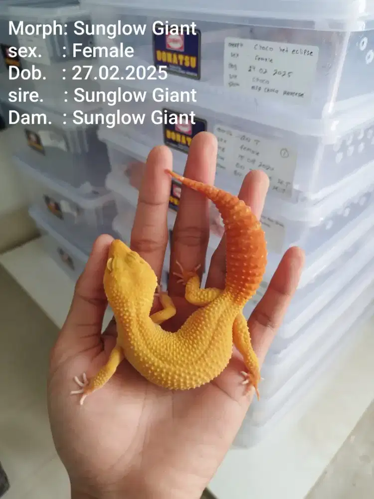 Leopard Gecko sunglow Giant