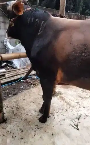 cicilan 5jt/bln 7x sapi limosin 500kilo timbang riil siap kurban 2026