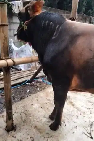 cicilan 5jt/bln 7x sapi limosin qurban 500kiloan timbang riil rawatan