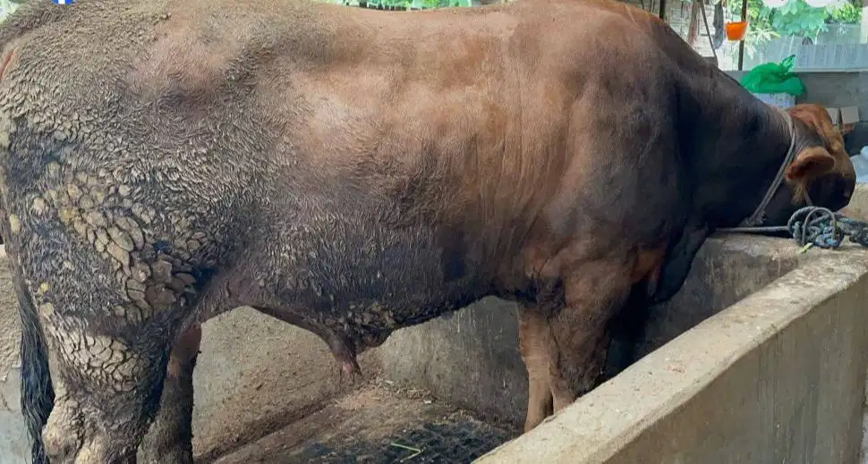 cicilan 5jt/bln 7x sapi limosin qurban 500kiloan timbang riil rawatan