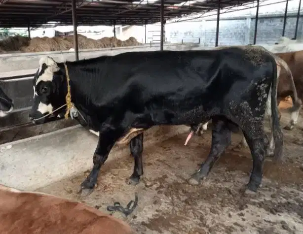 tabungan 5jt/bln 7x sapi qurban limosin 500kiloan timbang riil rawatan