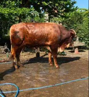 tabungan 5jt/bln 7x sapi qurban limosin 500kiloan timbang riil rawatan