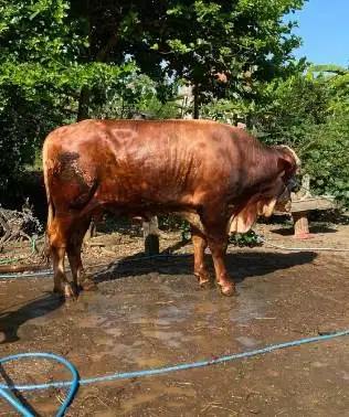 tabungan 5jt/bln 7x sapi kurban limosin500kiloan timbang riil rawatan