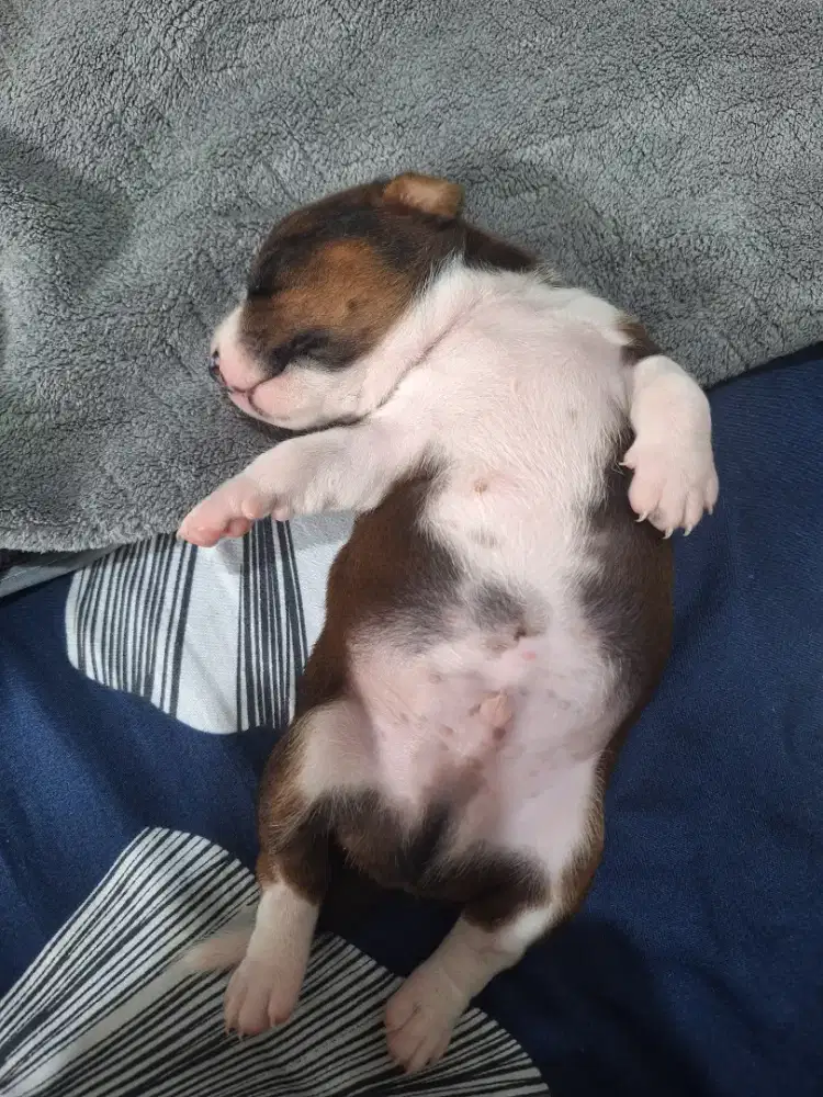 Puppy umur 1 - 2 bln