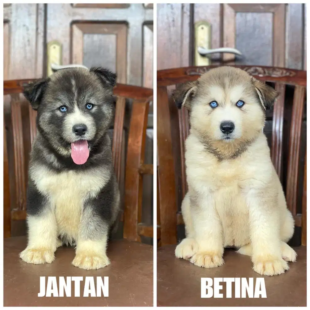 Siberian husky rasa malamute longhair