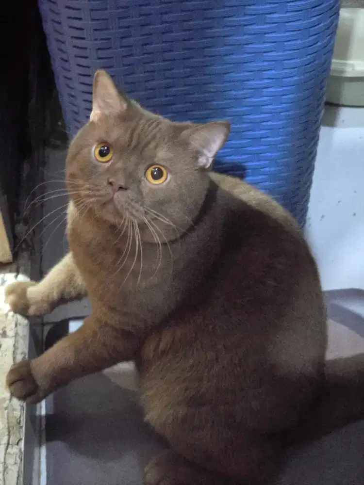 Kucing british shorthair bsh cinamon