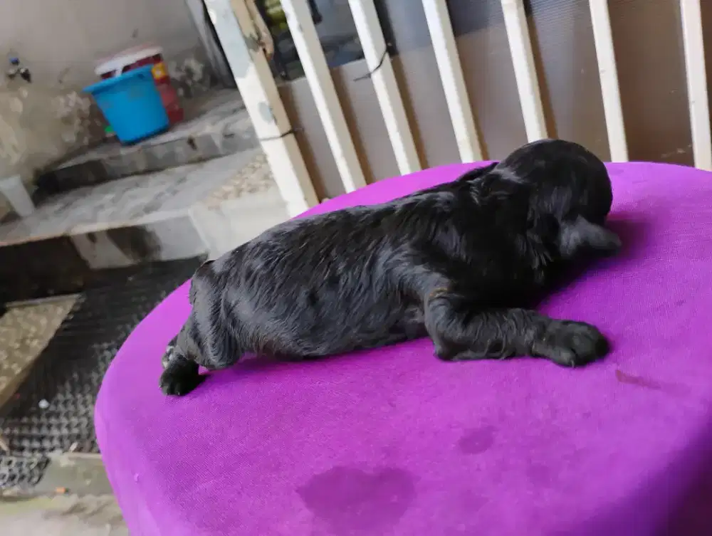 Puppy tiny  poodle jantan betina