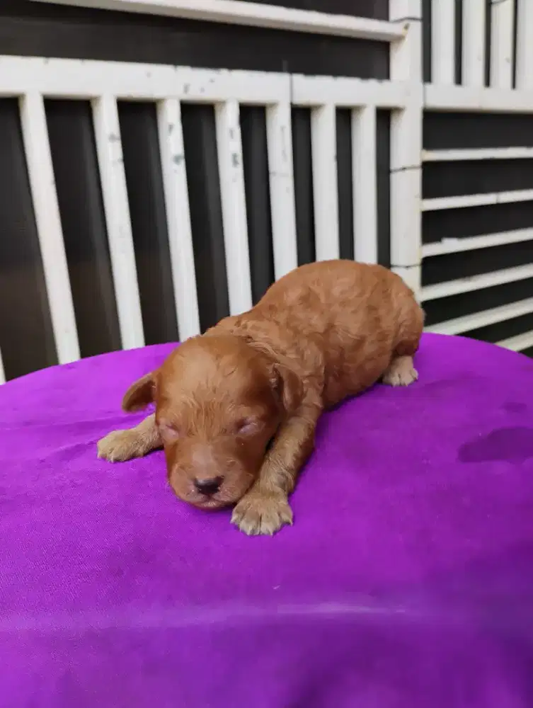 Puppy Anjing poodle tiny poodle jantan/betina