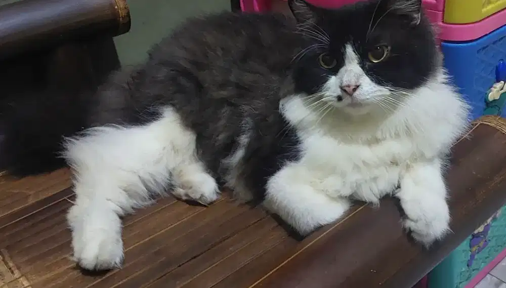 Kandang kucing jumbo + Hibah kucing