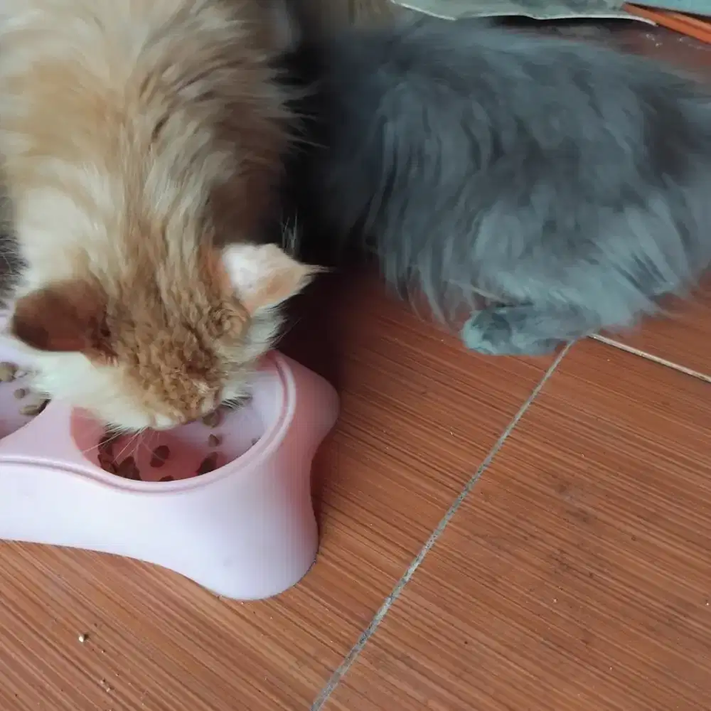 Kucing Persia Himalaya