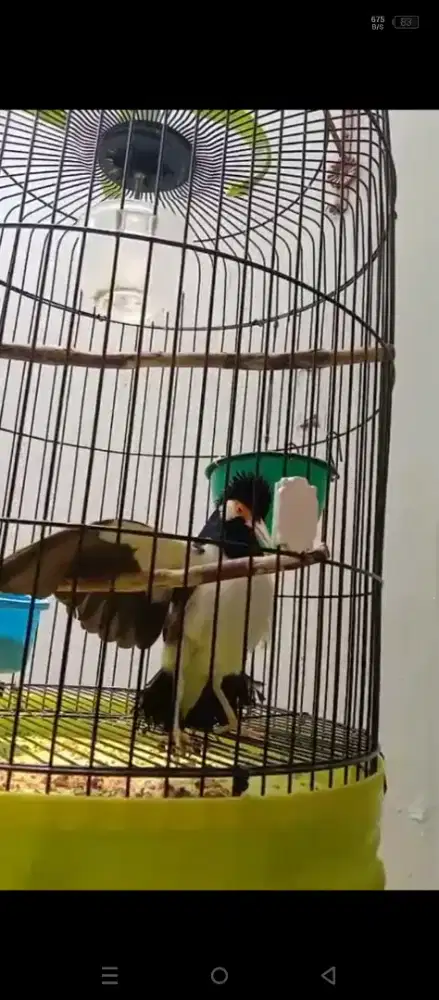 Jalak suren gacor bngt mompa Garuda