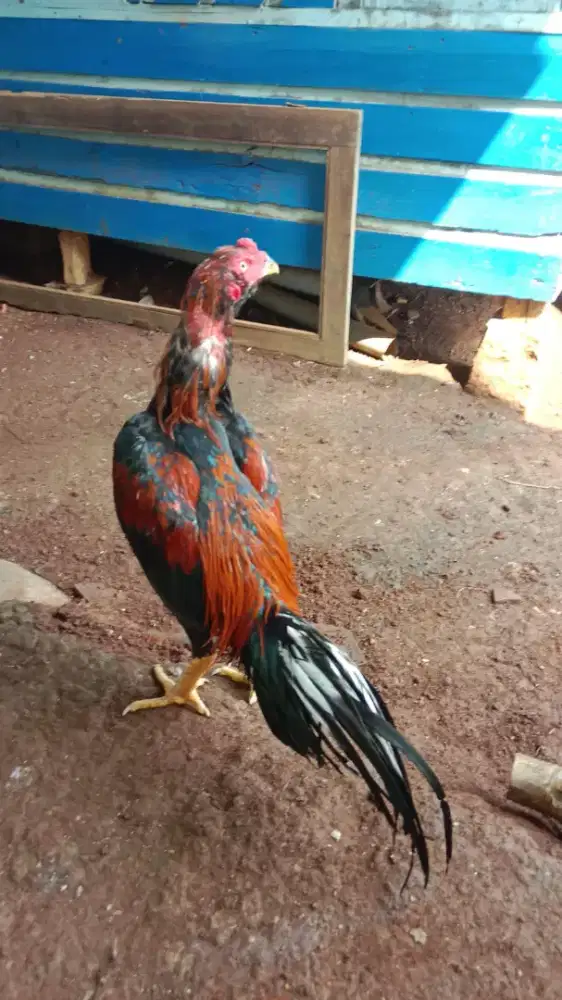 Jual Ayam Bangkok