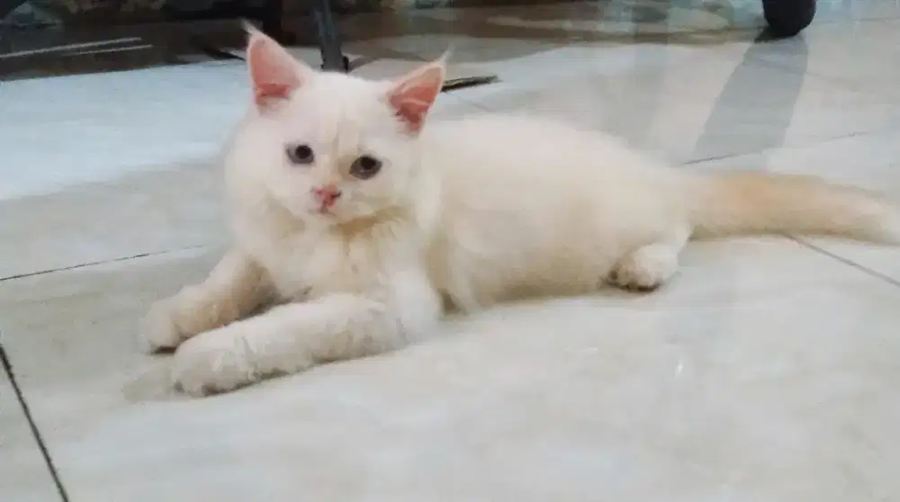 Open adop kitten Persia umur 4 bln