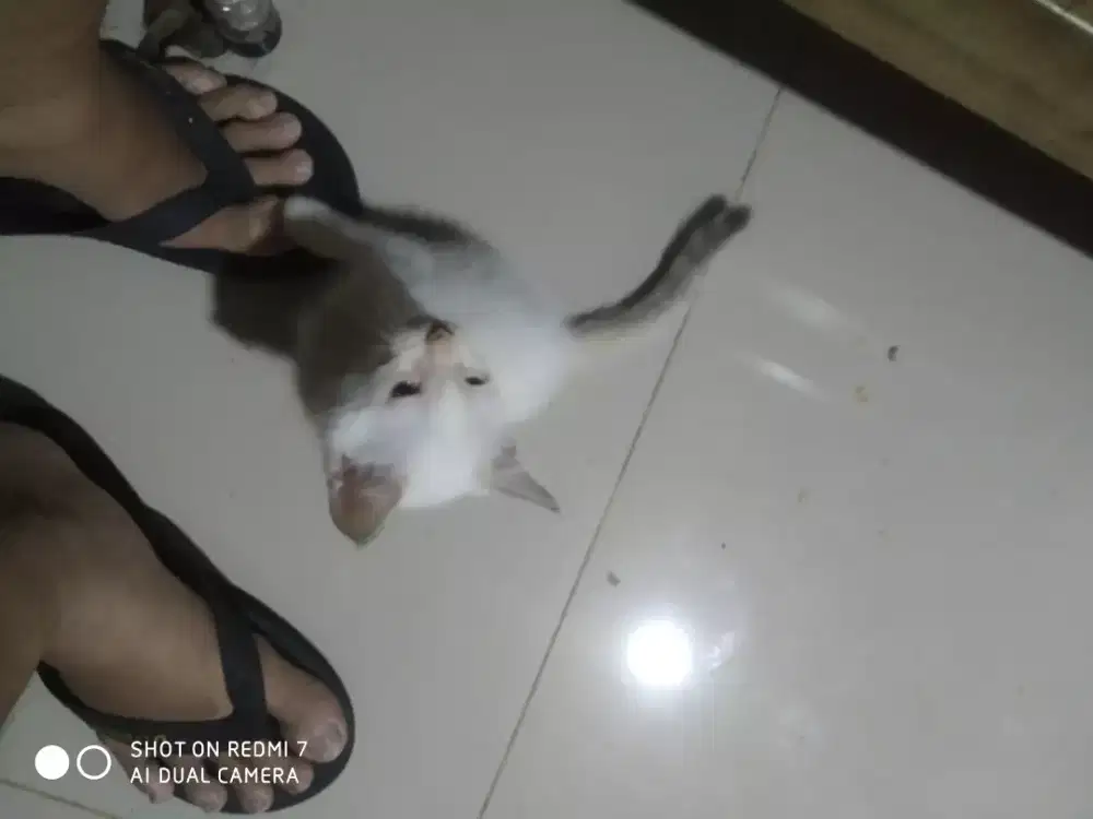 Di jual kucing persia Himalaya siam