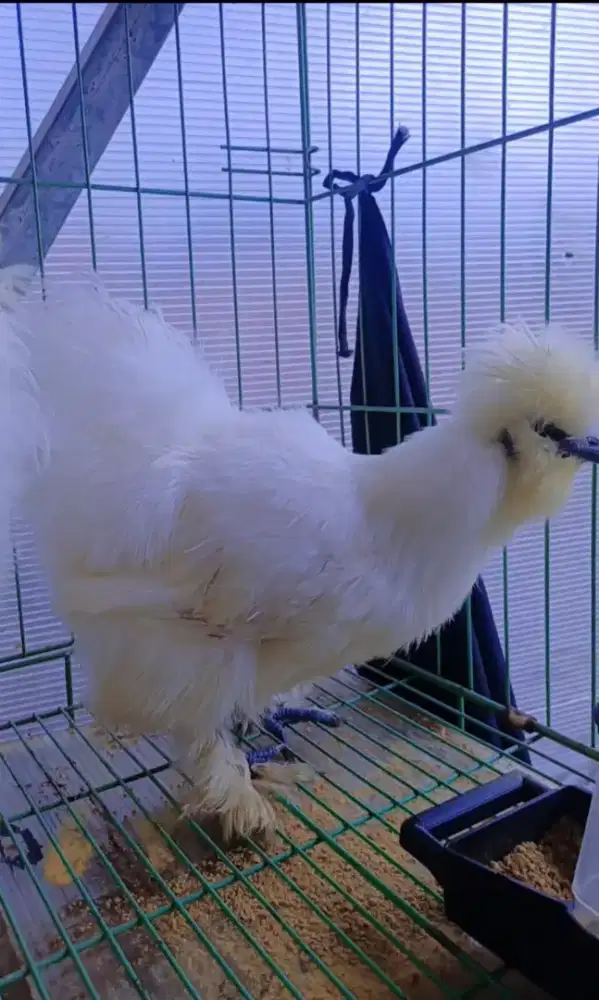 Ayam Silkie 3 ekor 2 jantan putih, 2 betina putih + Abu buff Red