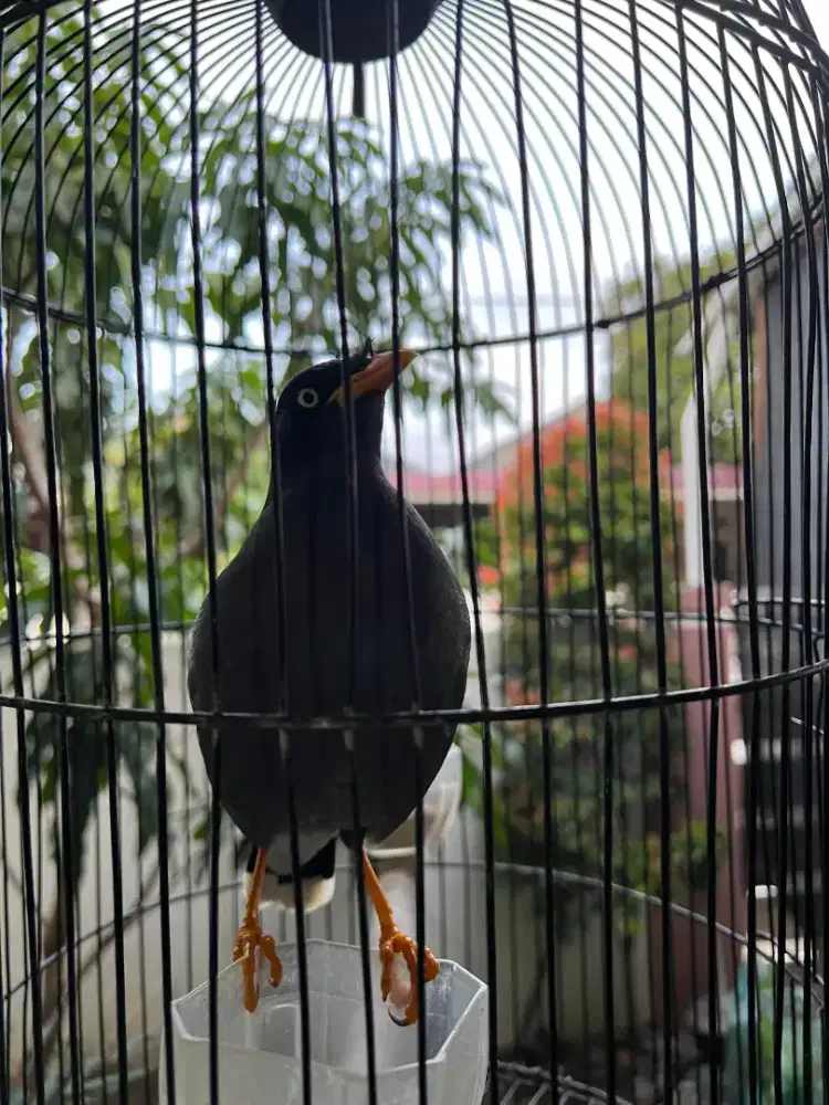 BURUNG JALAK RAWATAN DARI LOLOHAN