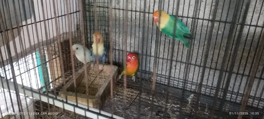 Lovebird remaja