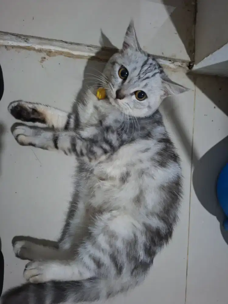 Kucing lucu persia murah