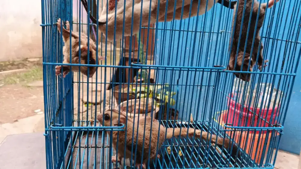 Sugar Glider Lucu imut