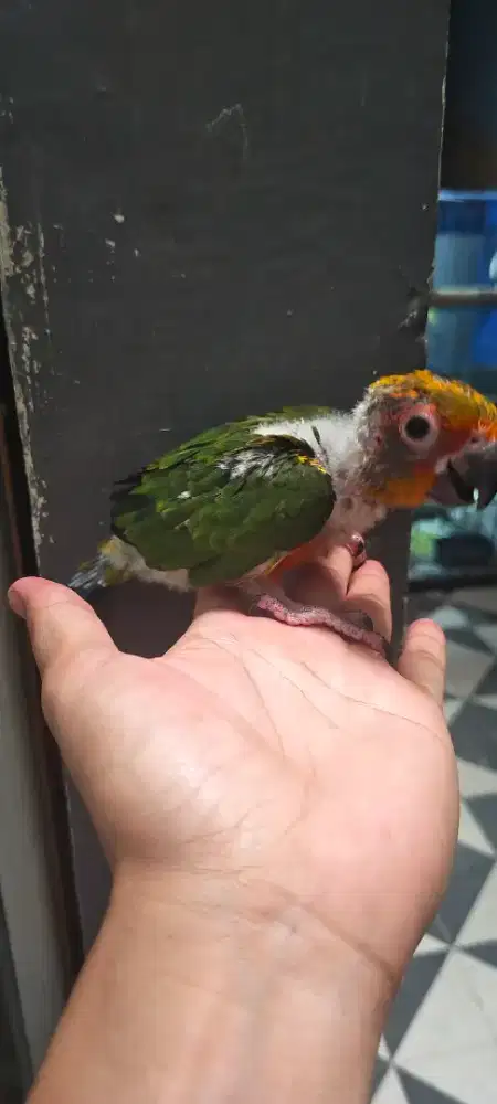Sunconure baby sun conure