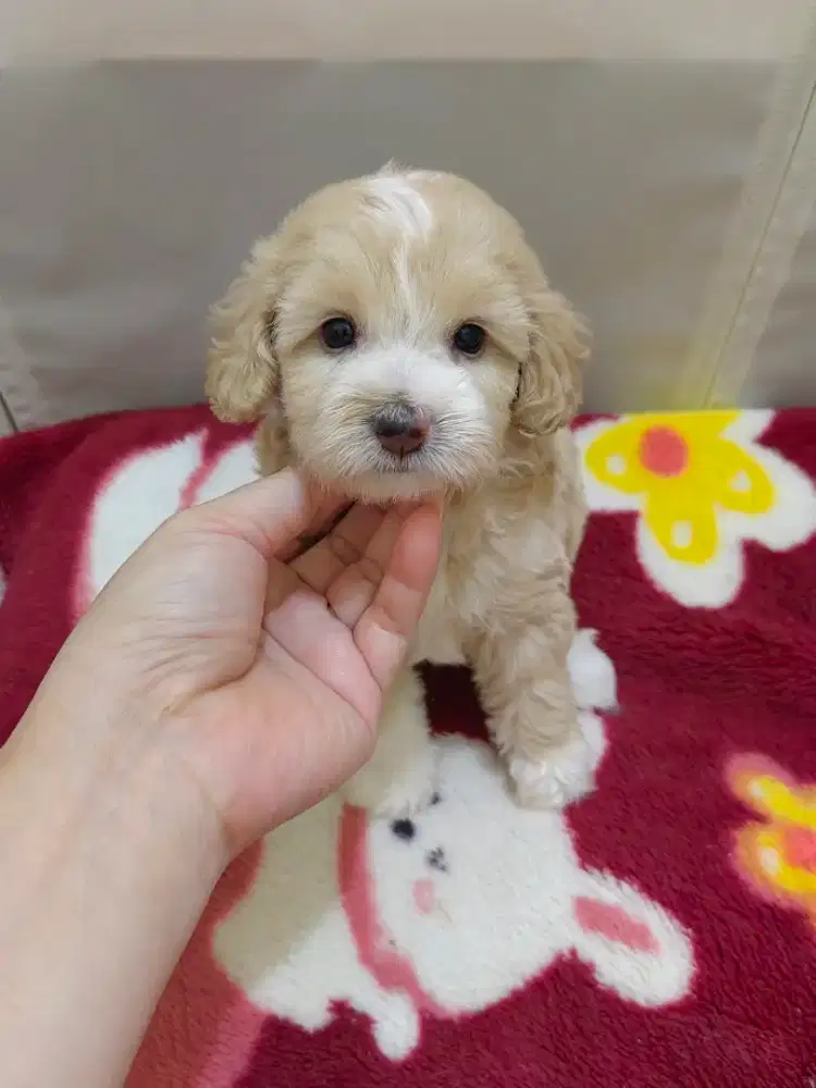 Puppy Poodle mix