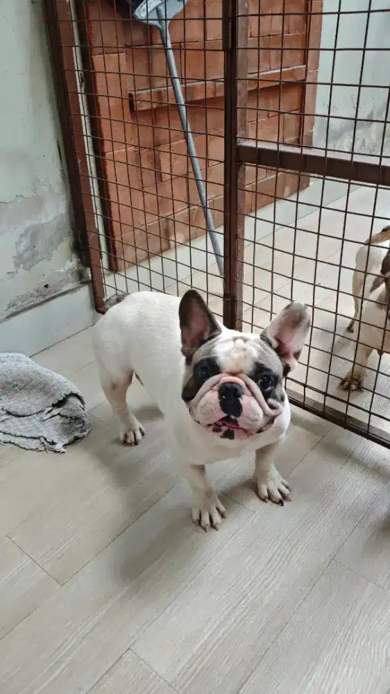 French Bulldog Jantan 1 Tahun Siap Pacak