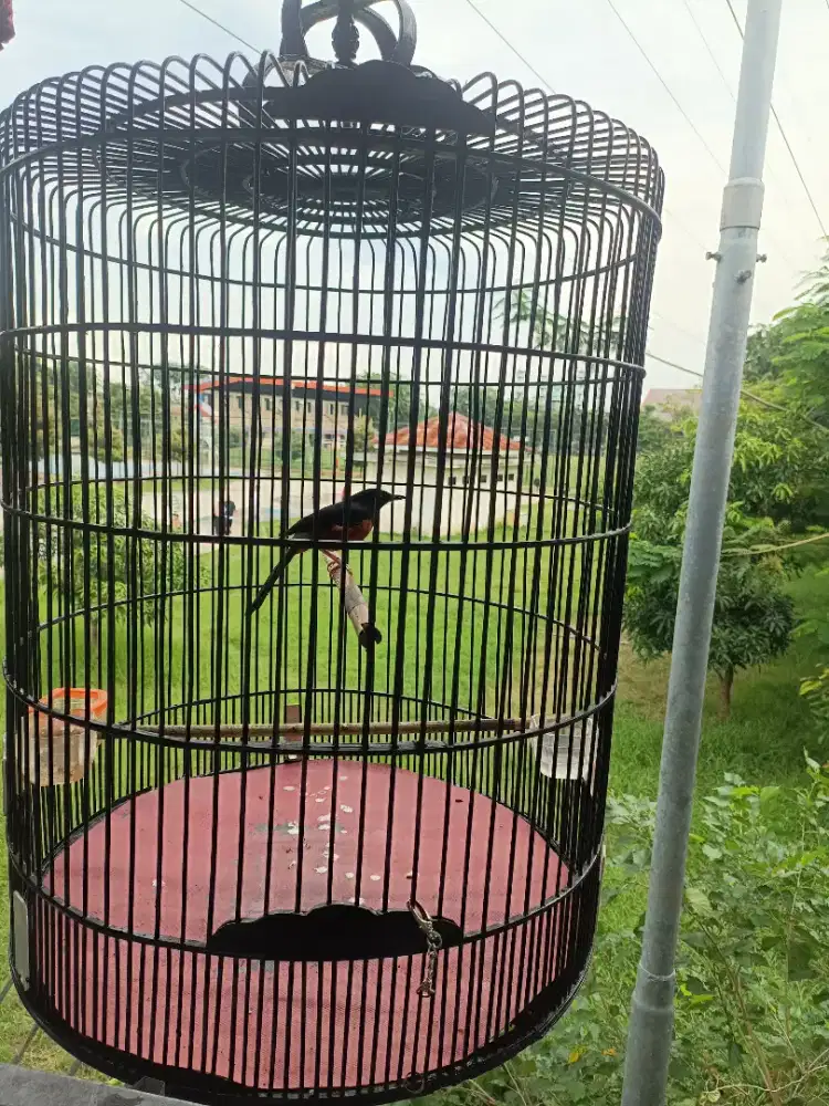 Di jual burung murai hutan