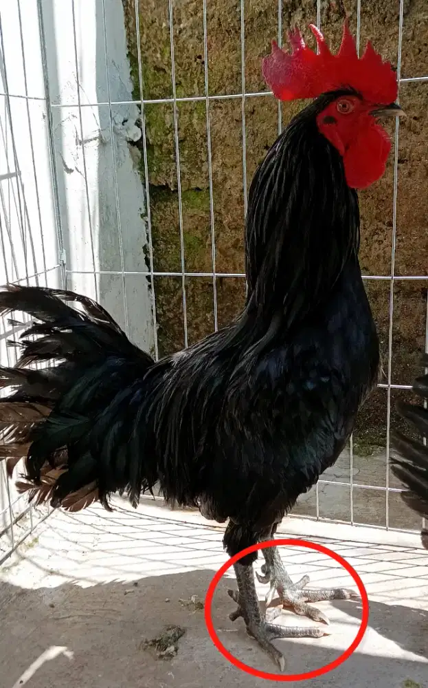 Ayam jago hitam jari 10 unik
