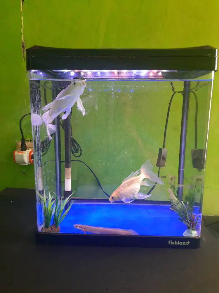 Aquarium Fishland 33 Liter Istimewa | Bonus Ikan