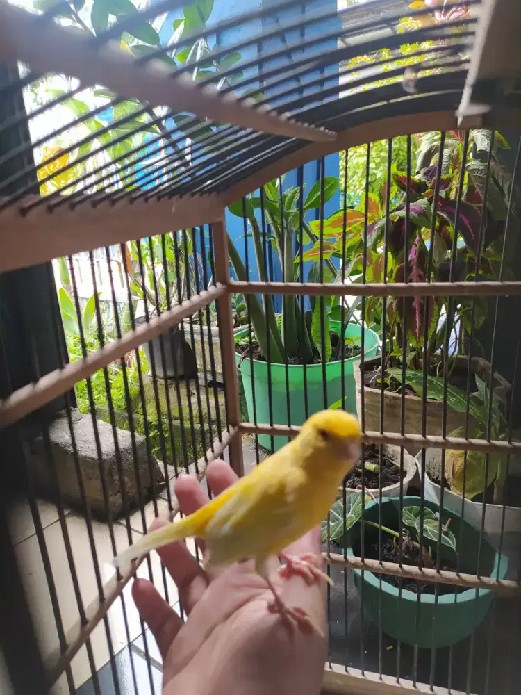 kenari warna oren gacor