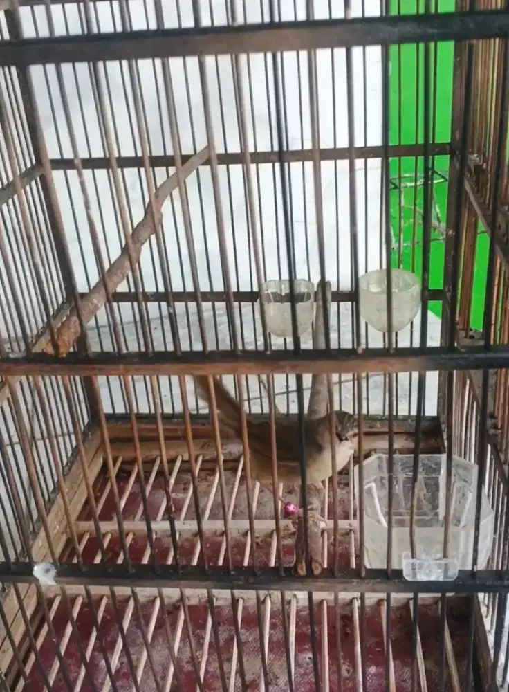 ciblek gunung semi cetrekan jantan mulus