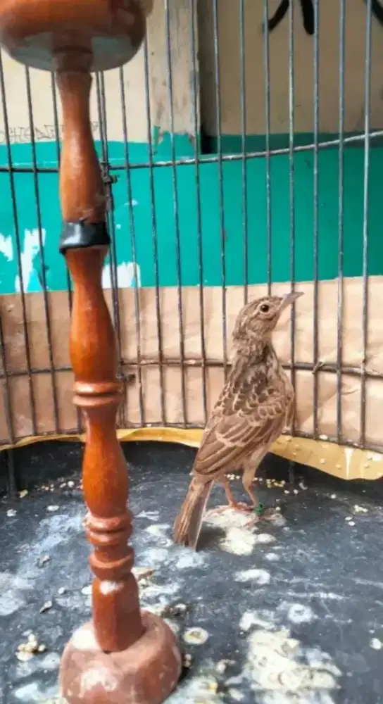 Branjangan Javanica Jantan Mulus Pakai Ring Bodi Gede Rajin Bunyi