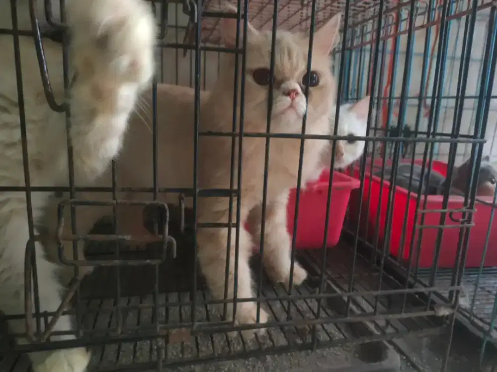 Kucing pesek piknose