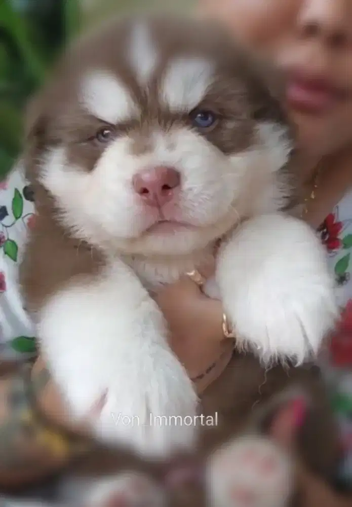 Siberian Husky Istimewa Longhair Stb