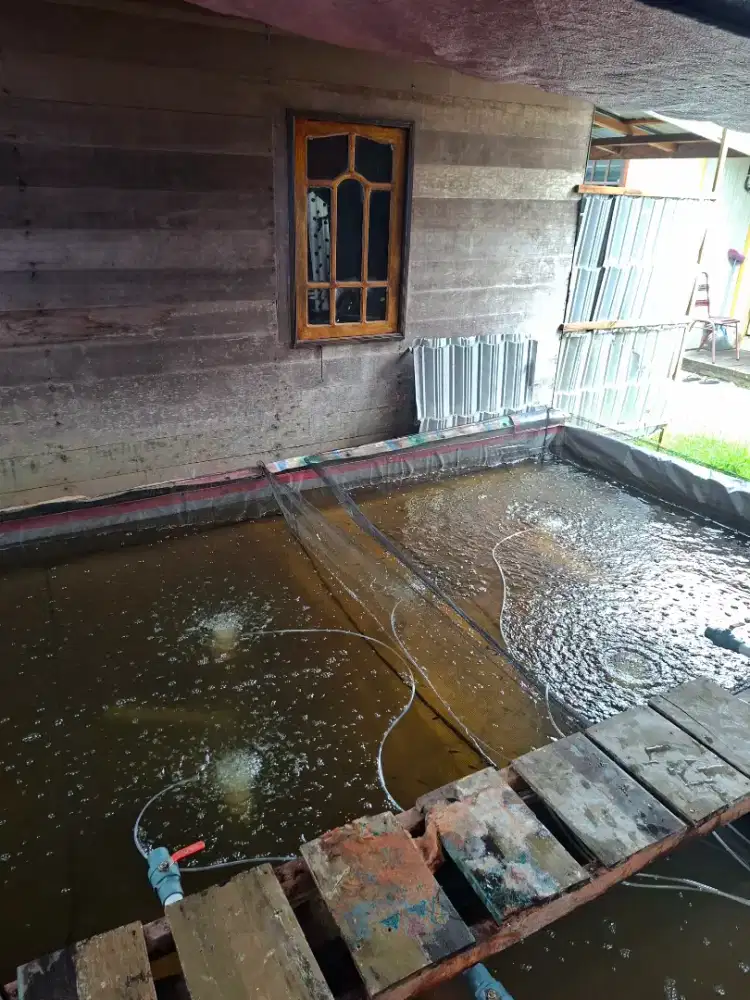 Sedia bibit ikan air tawar siap kirim