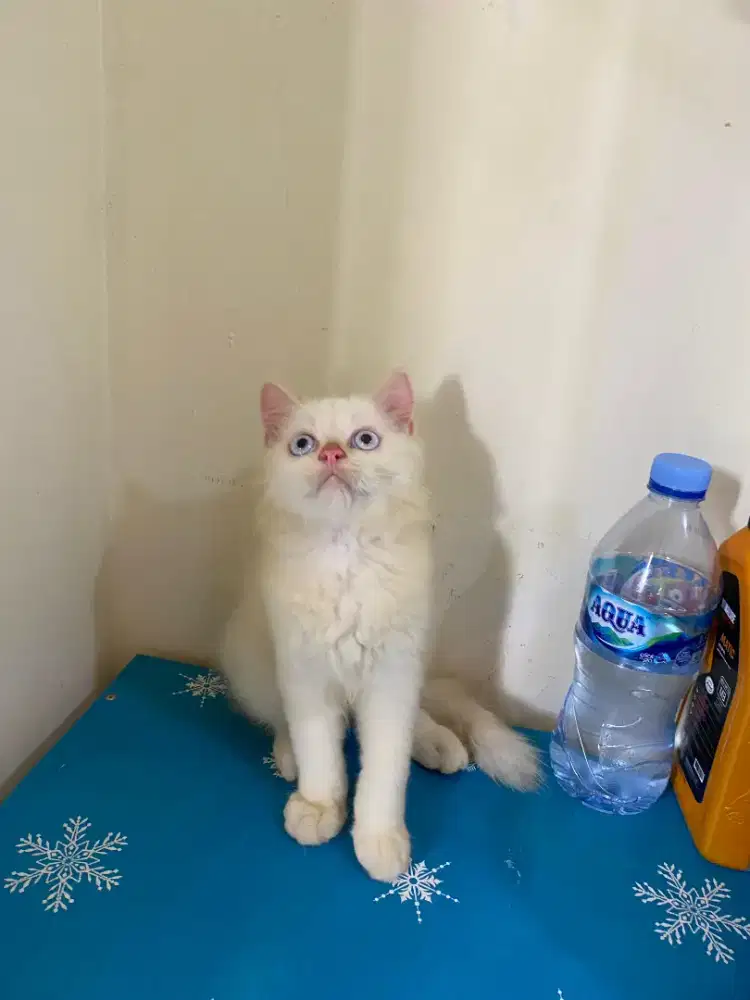 Kucing Persia Himalaya Red Point