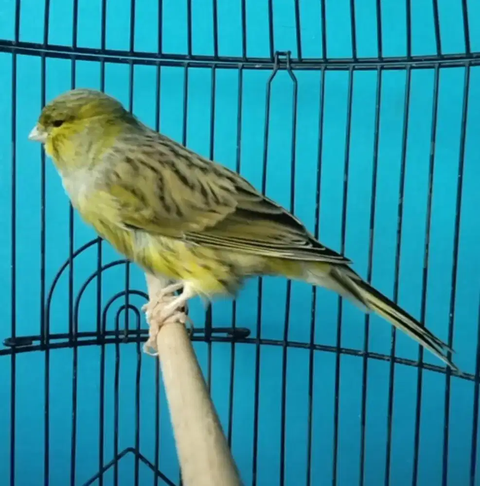 Kenari hijau botol polos