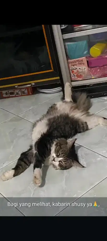 lepas adop kucing persia