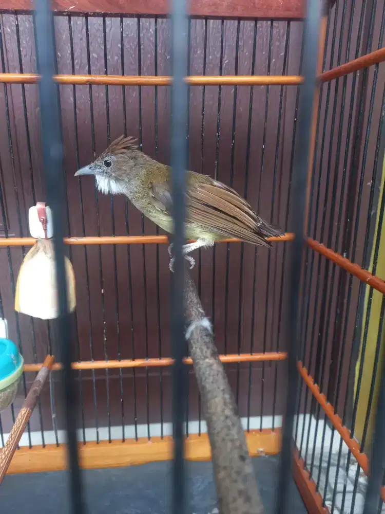 Cucak jenggot jawa ex masteran